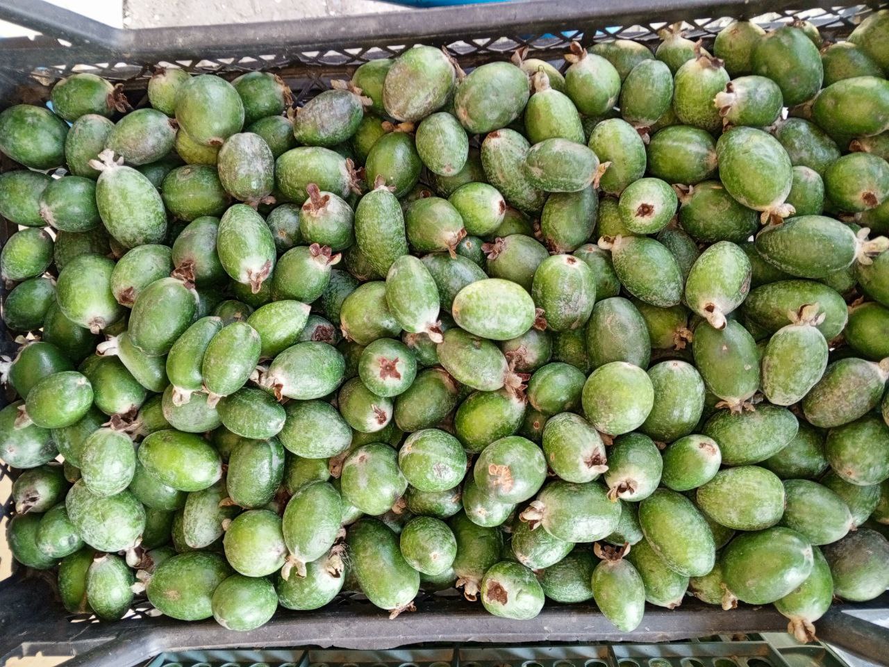 Продажа фейхоа - Хобби и отдых в Сочи - фото 2