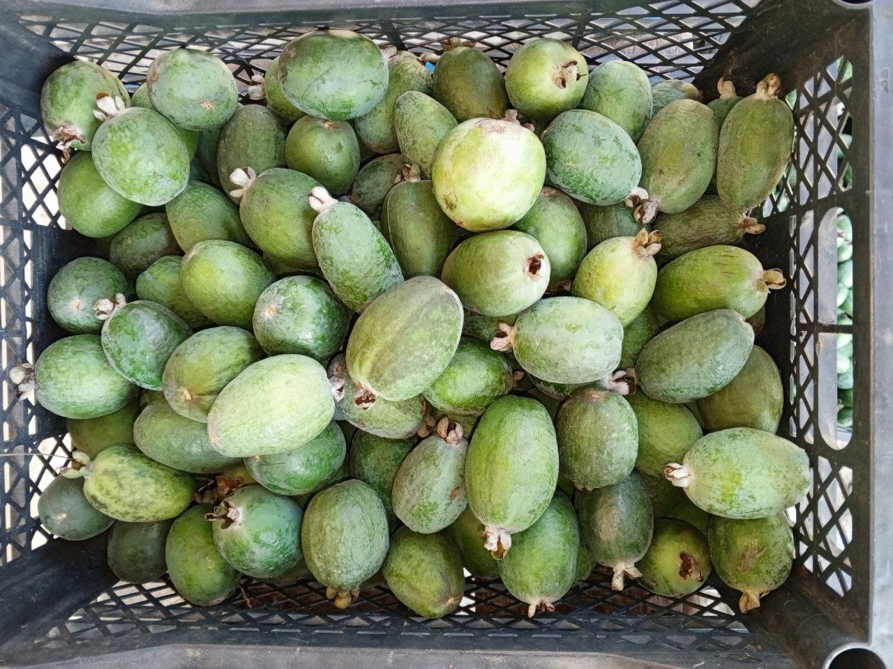 Продажа фейхоа - Хобби и отдых в Сочи - фото 3