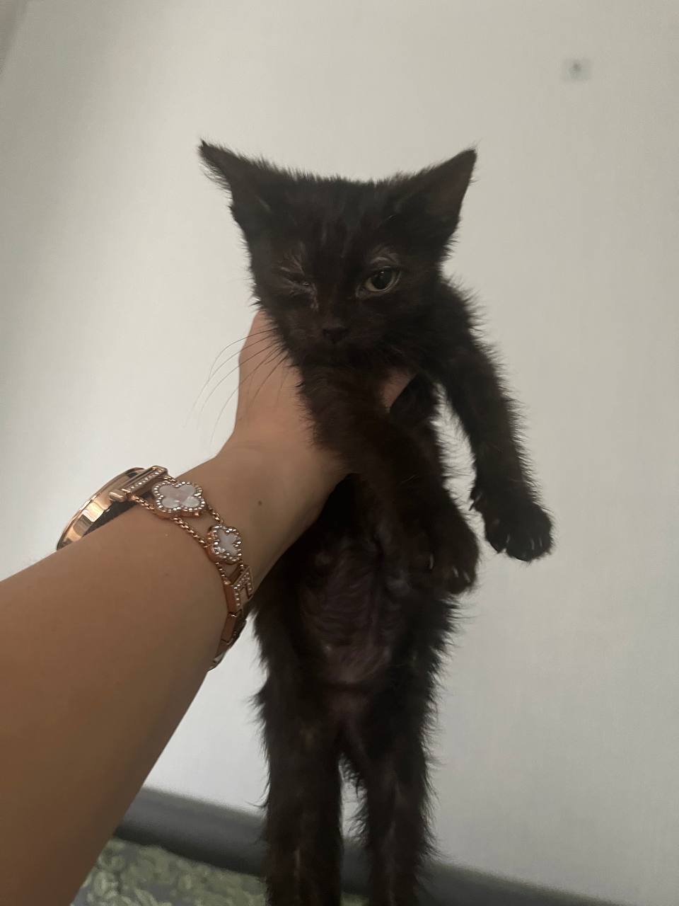 Ищу семью для котёнка - частное объявление в Кемерово