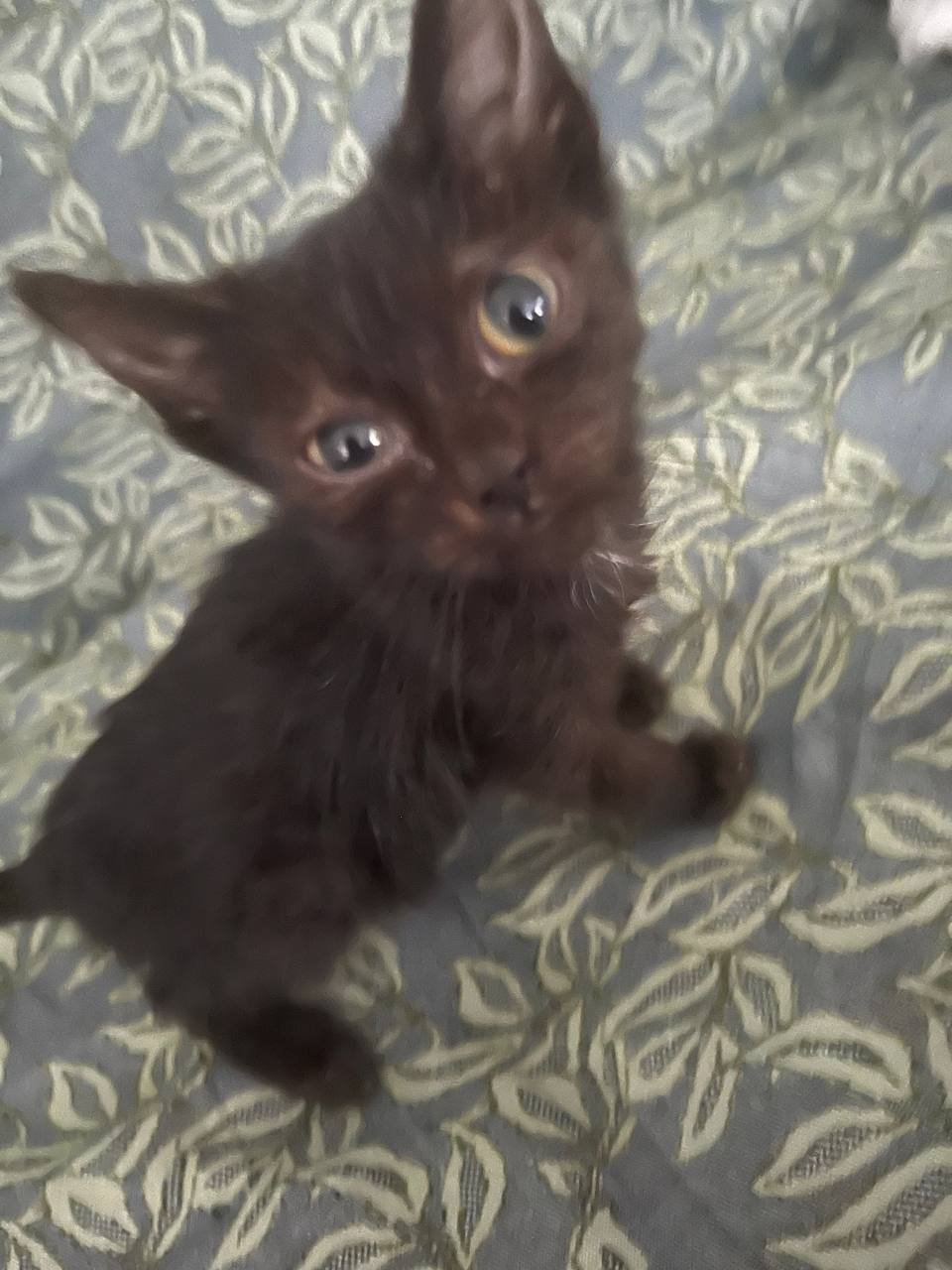 Ищу семью для котёнка - Животные в Кемерово - фото 3