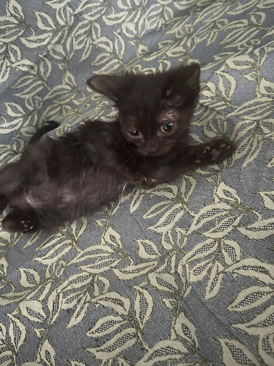 Ищу семью для котёнка - Животные в Кемерово - фото 4