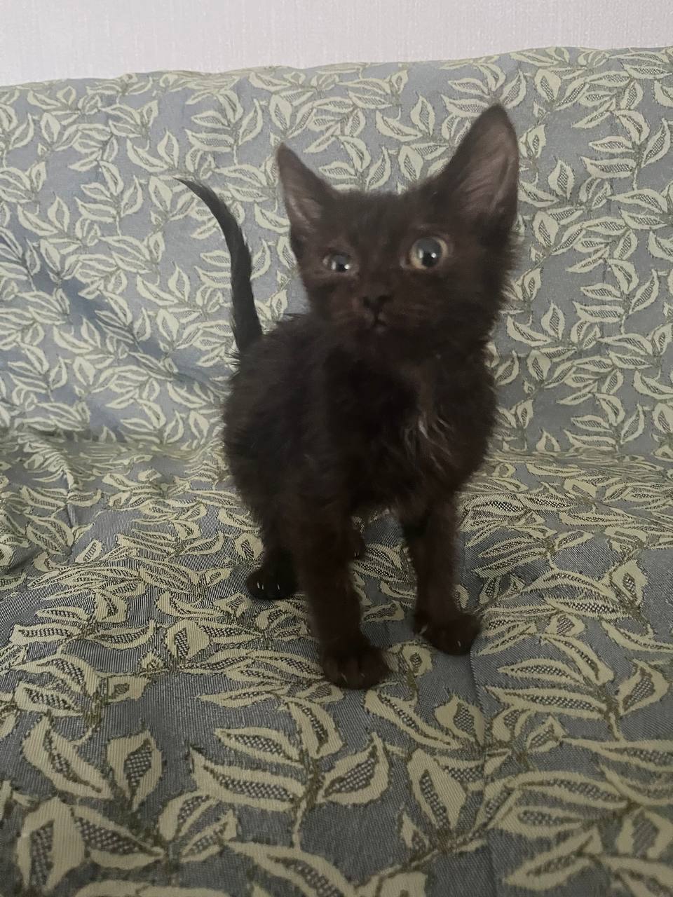 Ищу семью для котёнка - Животные в Кемерово - фото 5