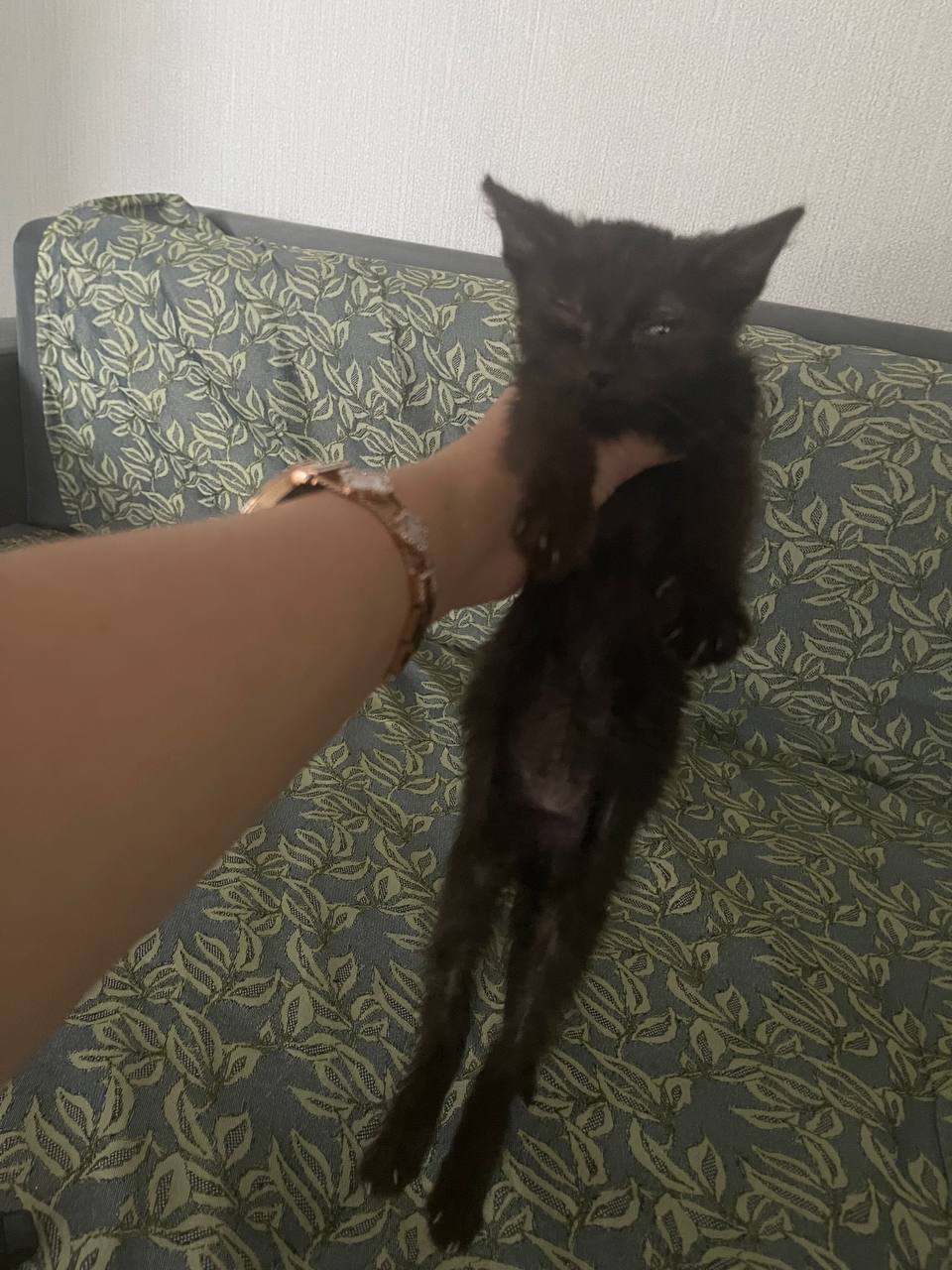 Ищу семью для котёнка - Животные в Кемерово - фото 6