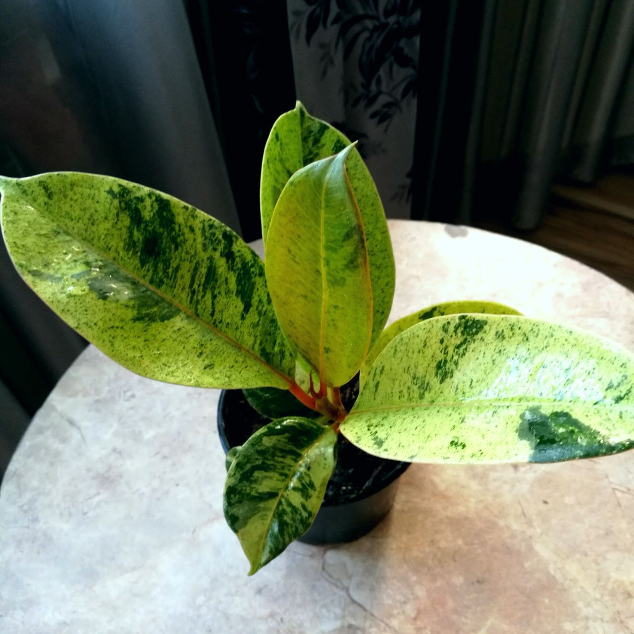 Фикус - частное объявление в Краснодар