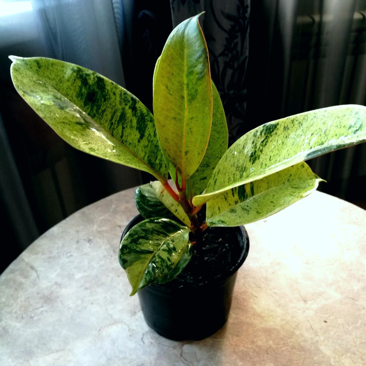 Фикус - Для дома и дачи в Краснодар - фото 3