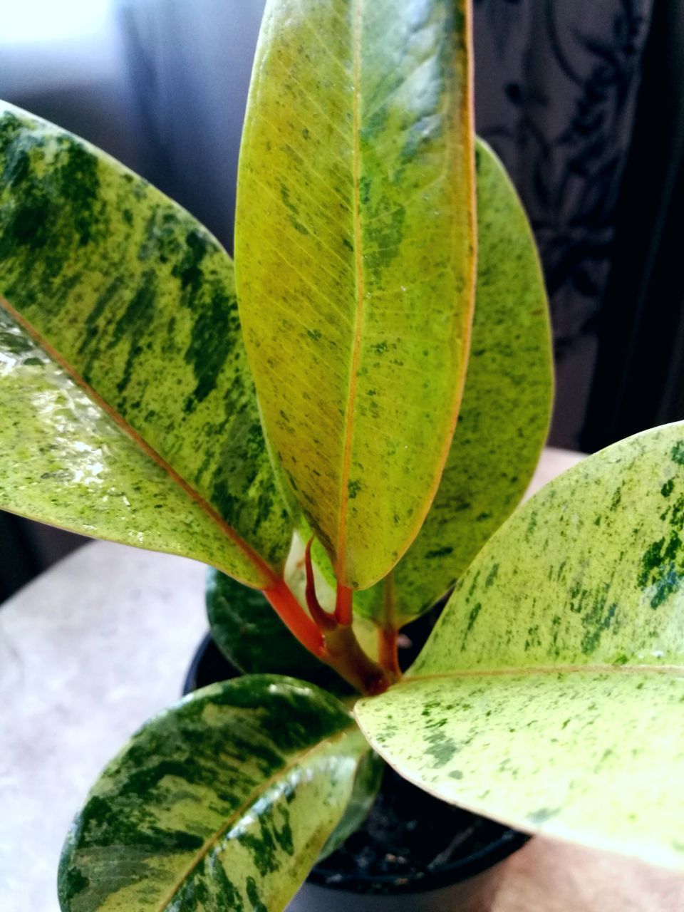 Фикус - Для дома и дачи в Краснодар - фото 4