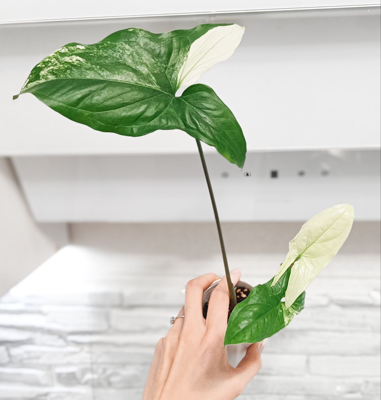 Syngonium Imperial White - Хобби и отдых в Ярославль