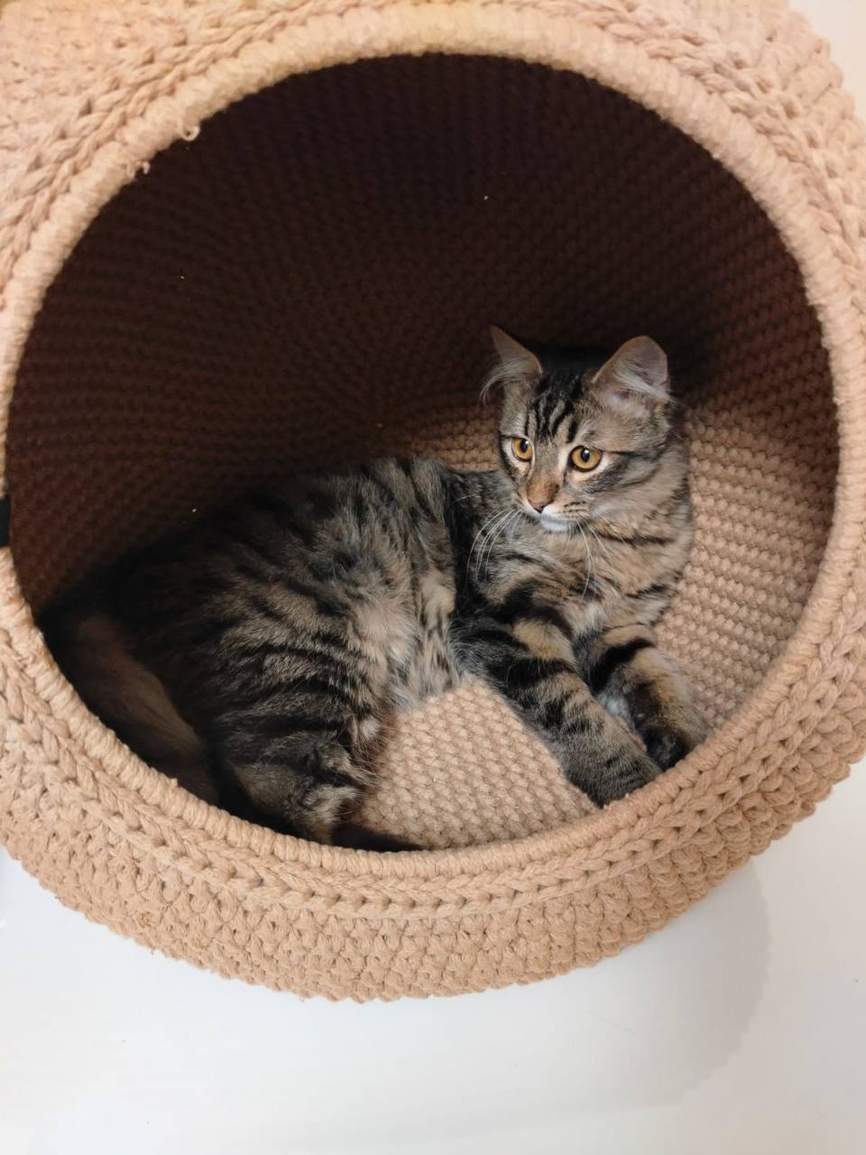 Продажа автомобиля для путешествий - Авто в Щёлково - фото 4