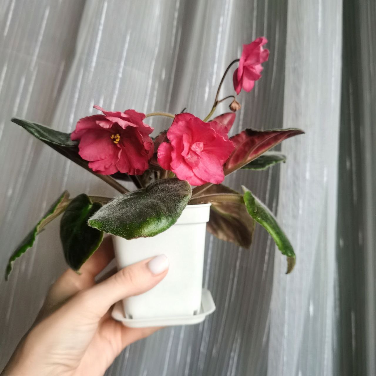 Продам цветущие фиалочки - частное объявление в Люберцы