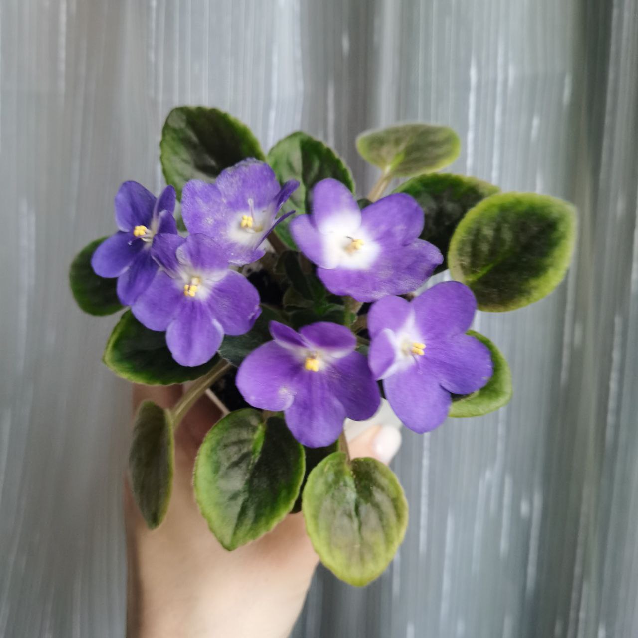 Продам цветущие фиалочки - Хобби и отдых в Люберцы - фото 2