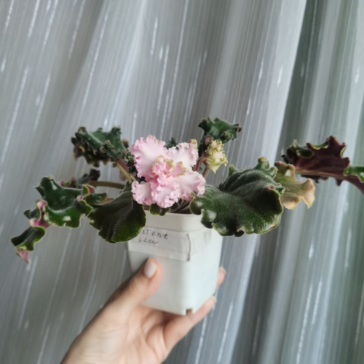 Продам цветущие фиалочки - Хобби и отдых в Люберцы - фото 3