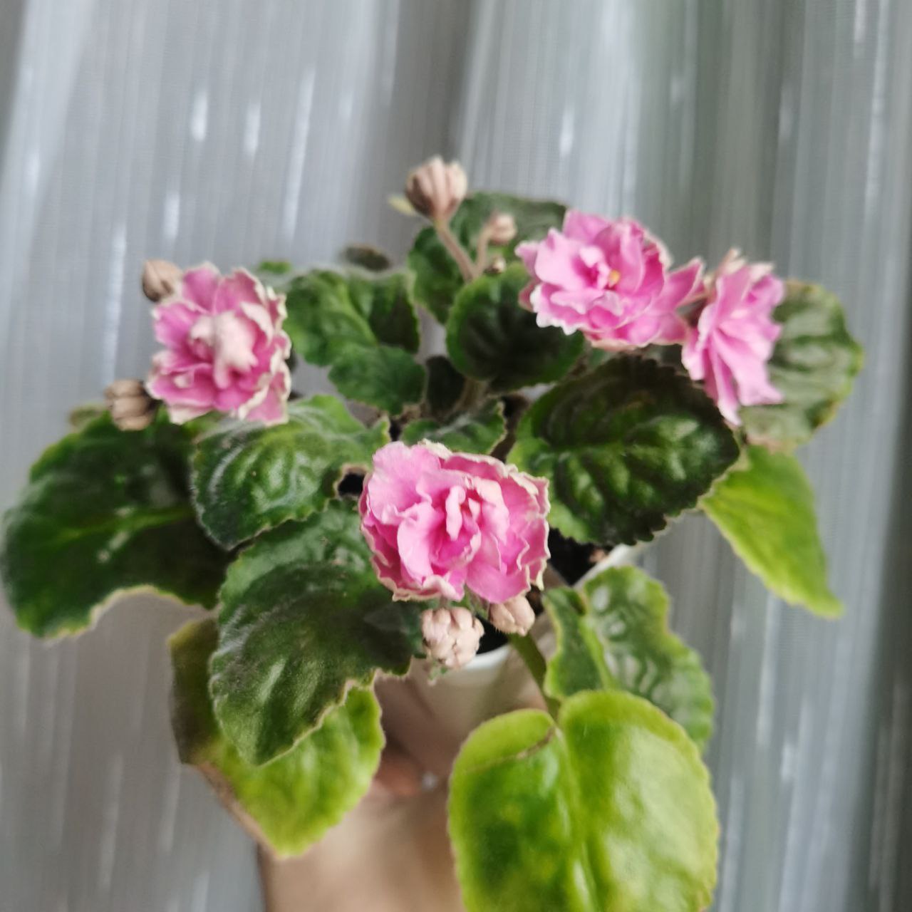 Продам цветущие фиалочки - Хобби и отдых в Люберцы - фото 4