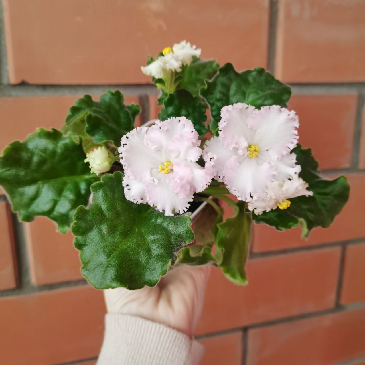 Продам цветущие фиалочки - Хобби и отдых в Люберцы - фото 5