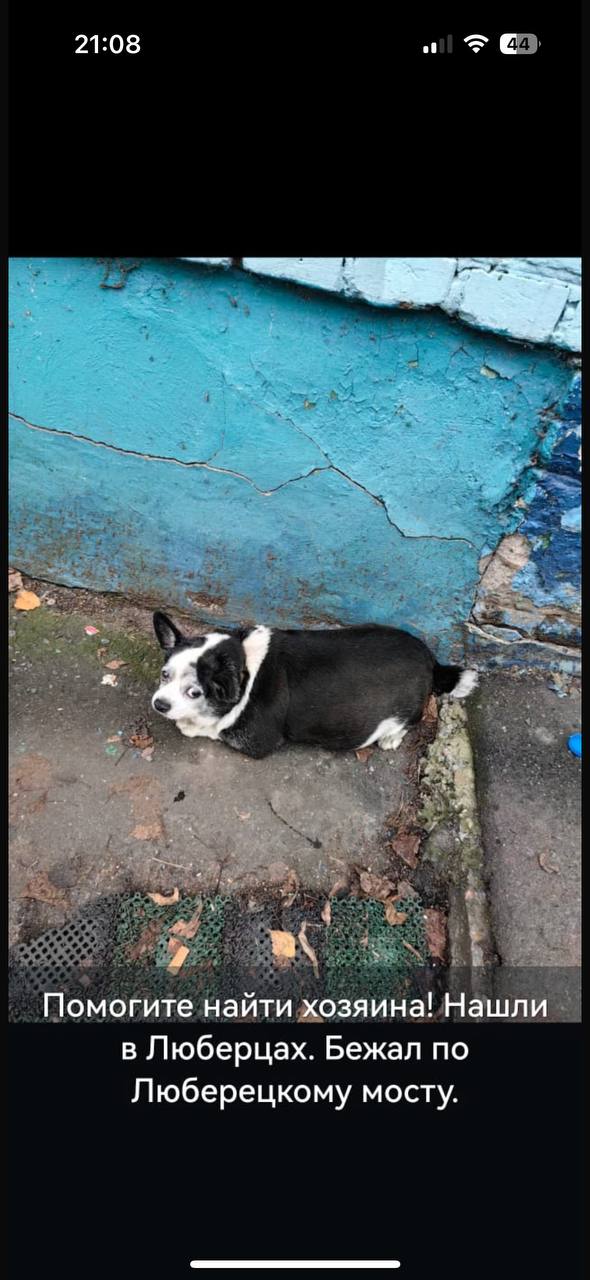 Потерянный мальчик в Томилинском приюте - Животные в Люберцы