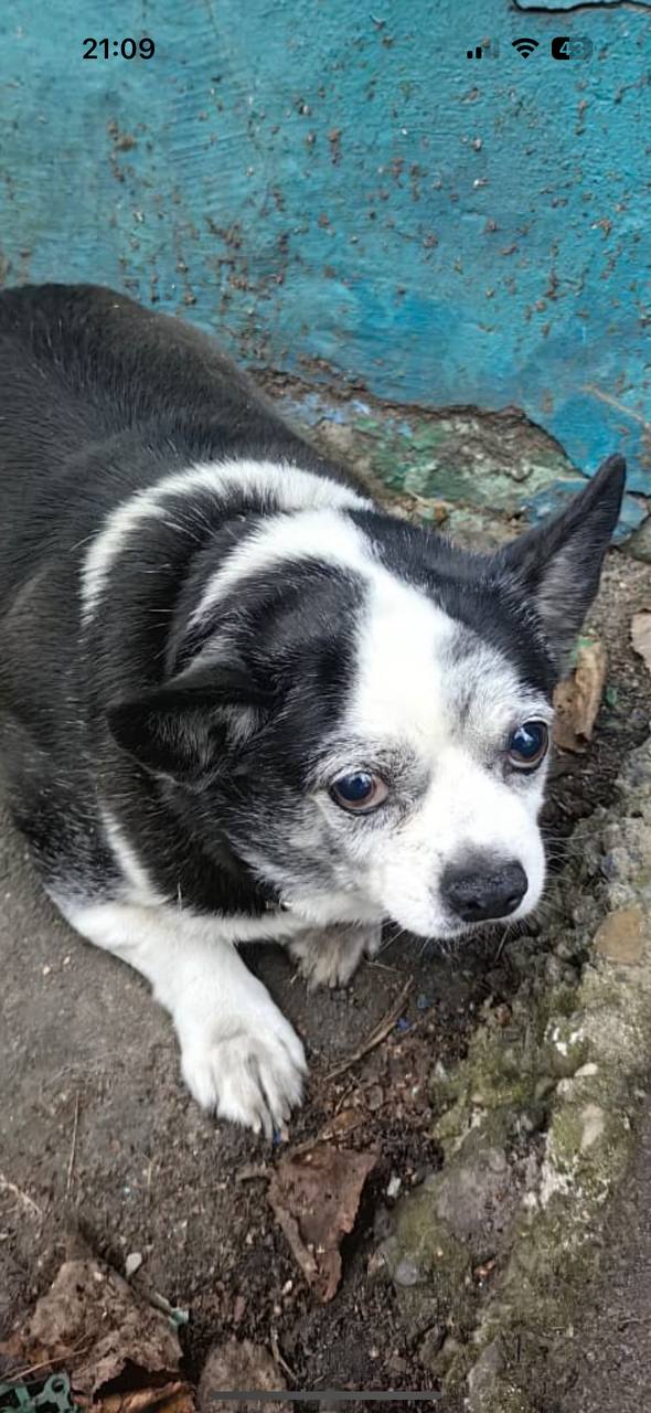 Потерянный мальчик в Томилинском приюте - Животные в Люберцы - фото 2