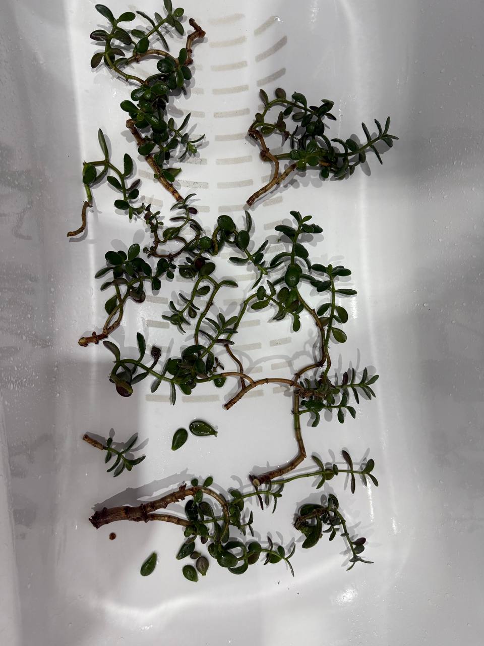 Отростки денежного дерева - частное объявление в Дзержинский