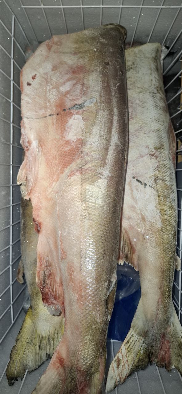 Дикий лосось-КЕТА - Хобби и отдых в Калининград - фото 3