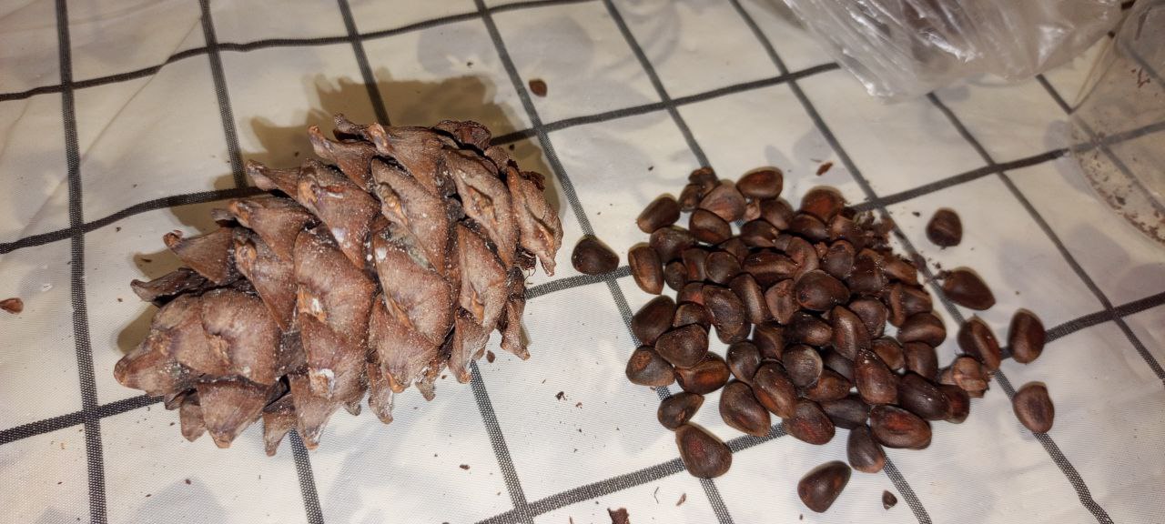 Кедровая шишка с орехами - Хобби и отдых в Калининград - фото 3