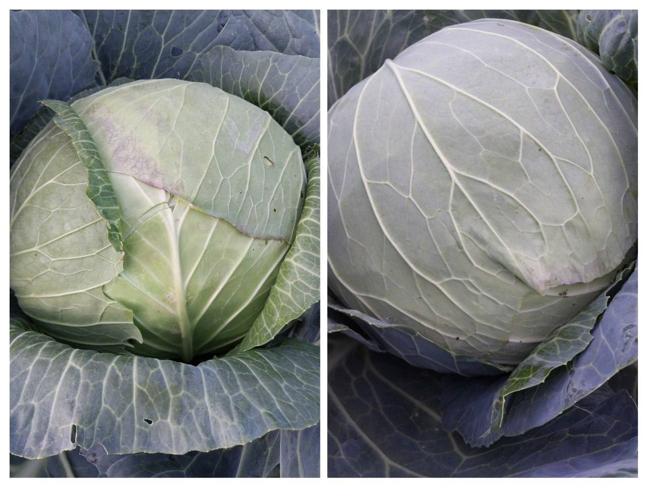 Капуста сорт Мегатон - Для дома и дачи в Мегет