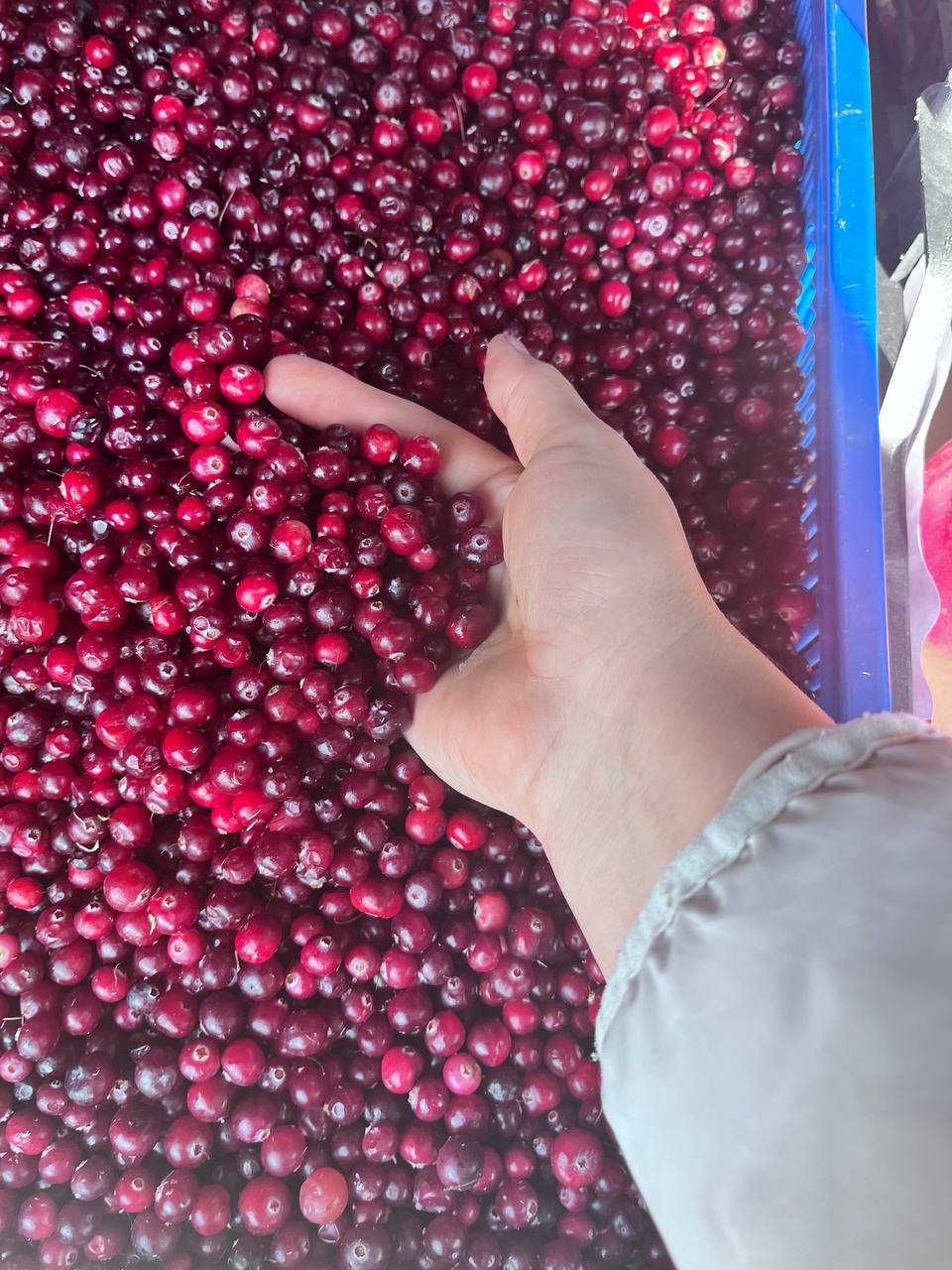 Продажа клюквы и ореха - Хобби и отдых в Красноярск