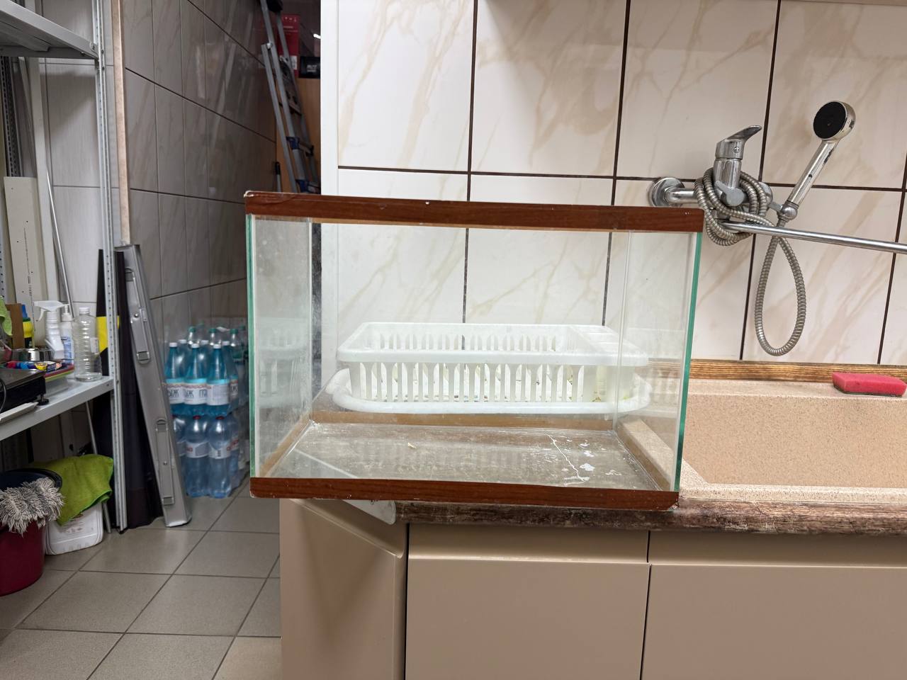 Аквариум - Животные в Воронеж - фото 3