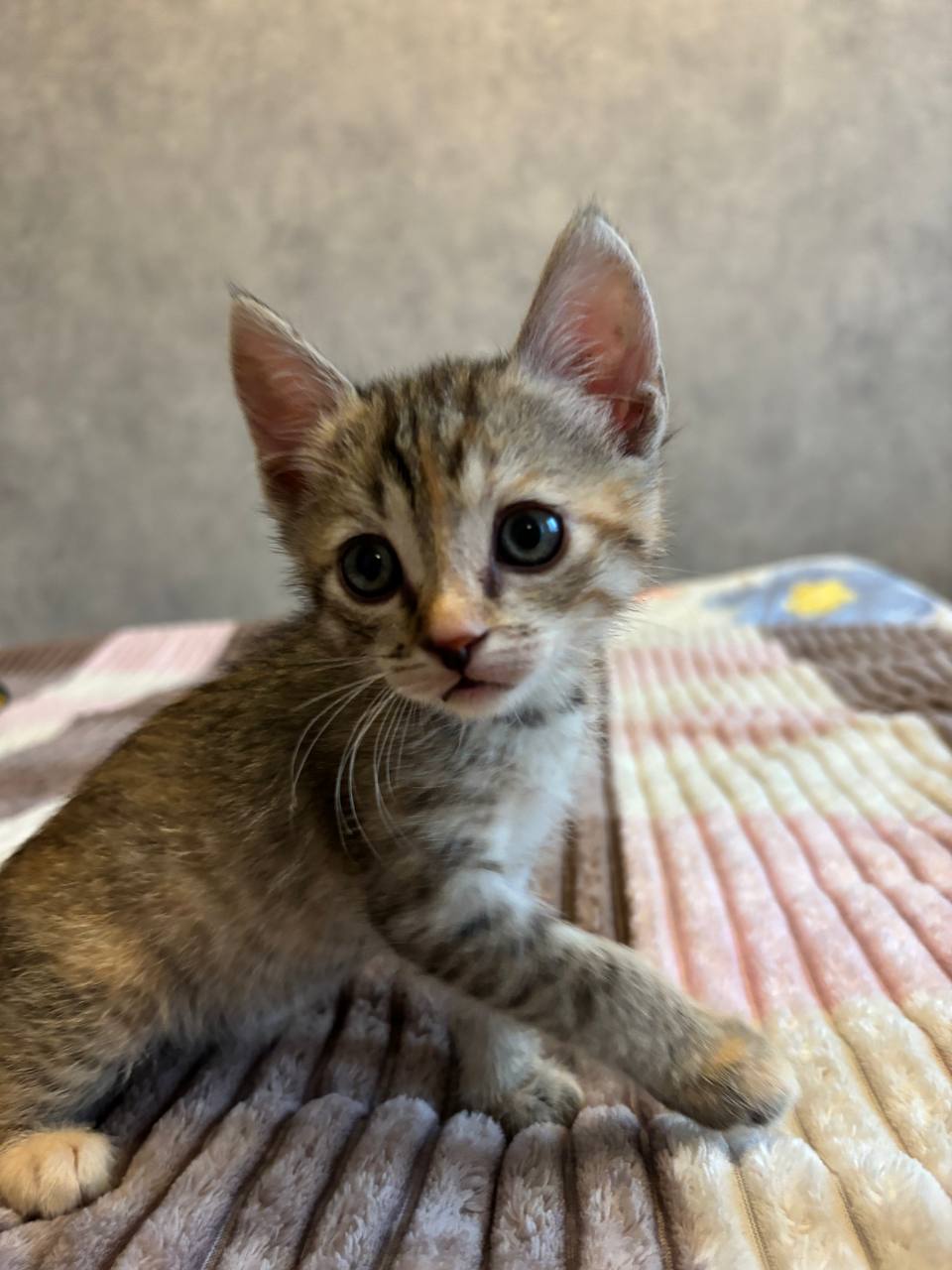 Котята метисы сфинкса - частное объявление в Белгород