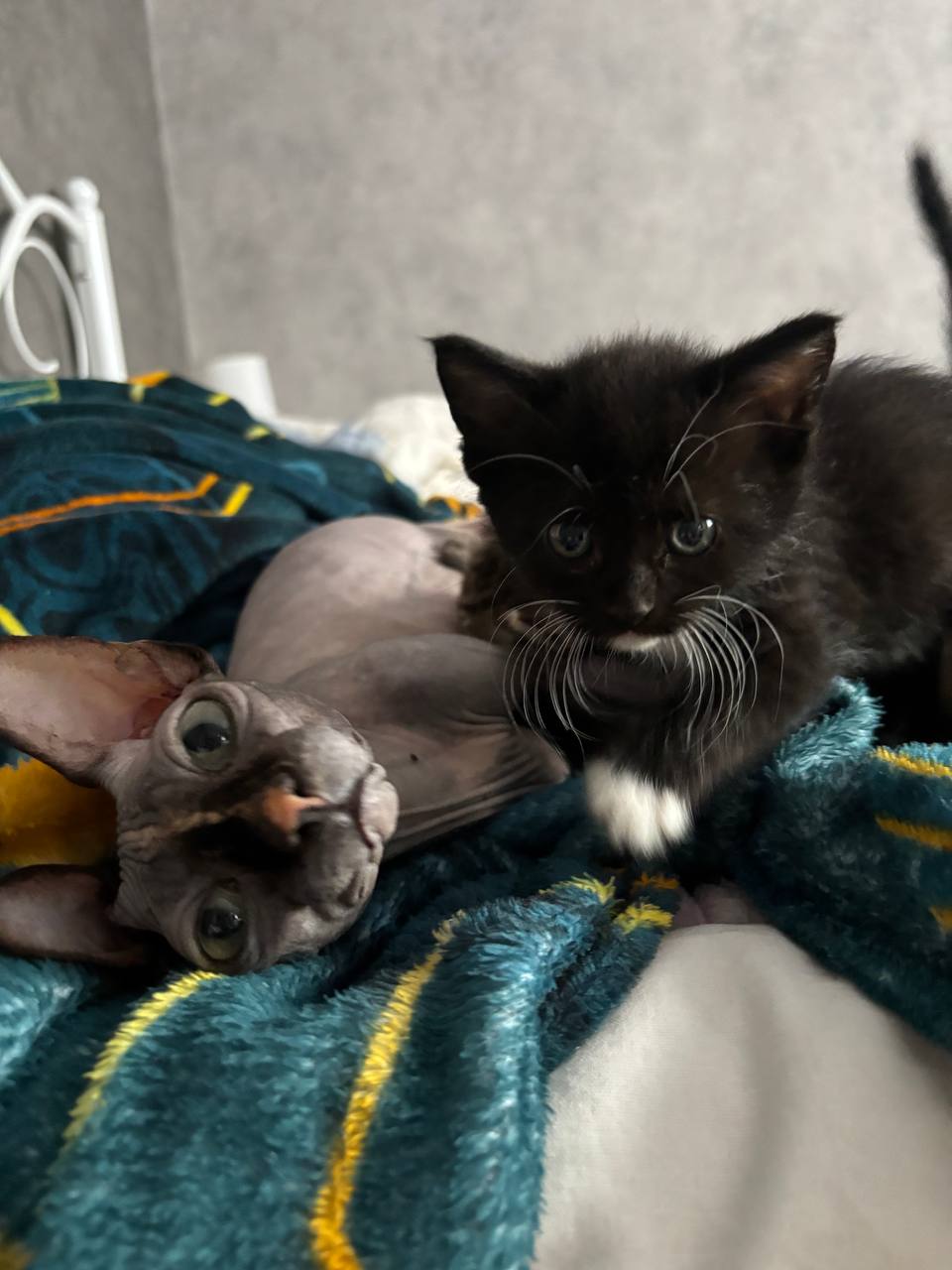 Котята метисы сфинкса - Животные в Белгород - фото 2