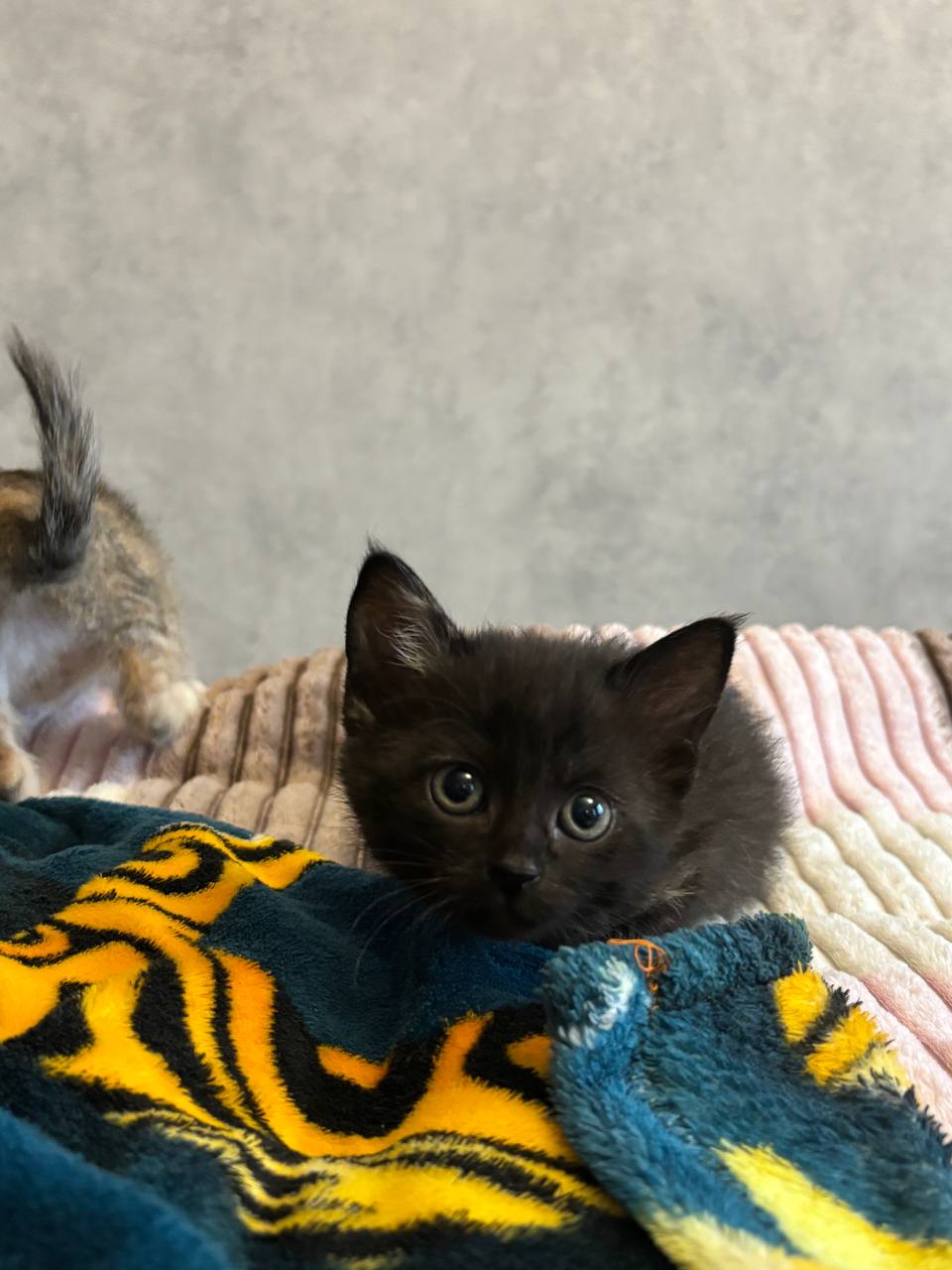 Котята метисы сфинкса - Животные в Белгород - фото 3