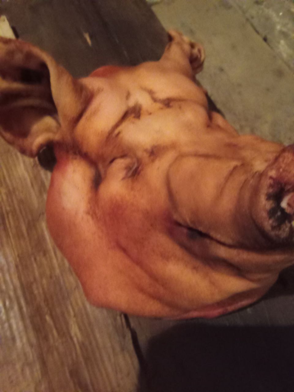 Свежая голова с языком - частное объявление в Белгород