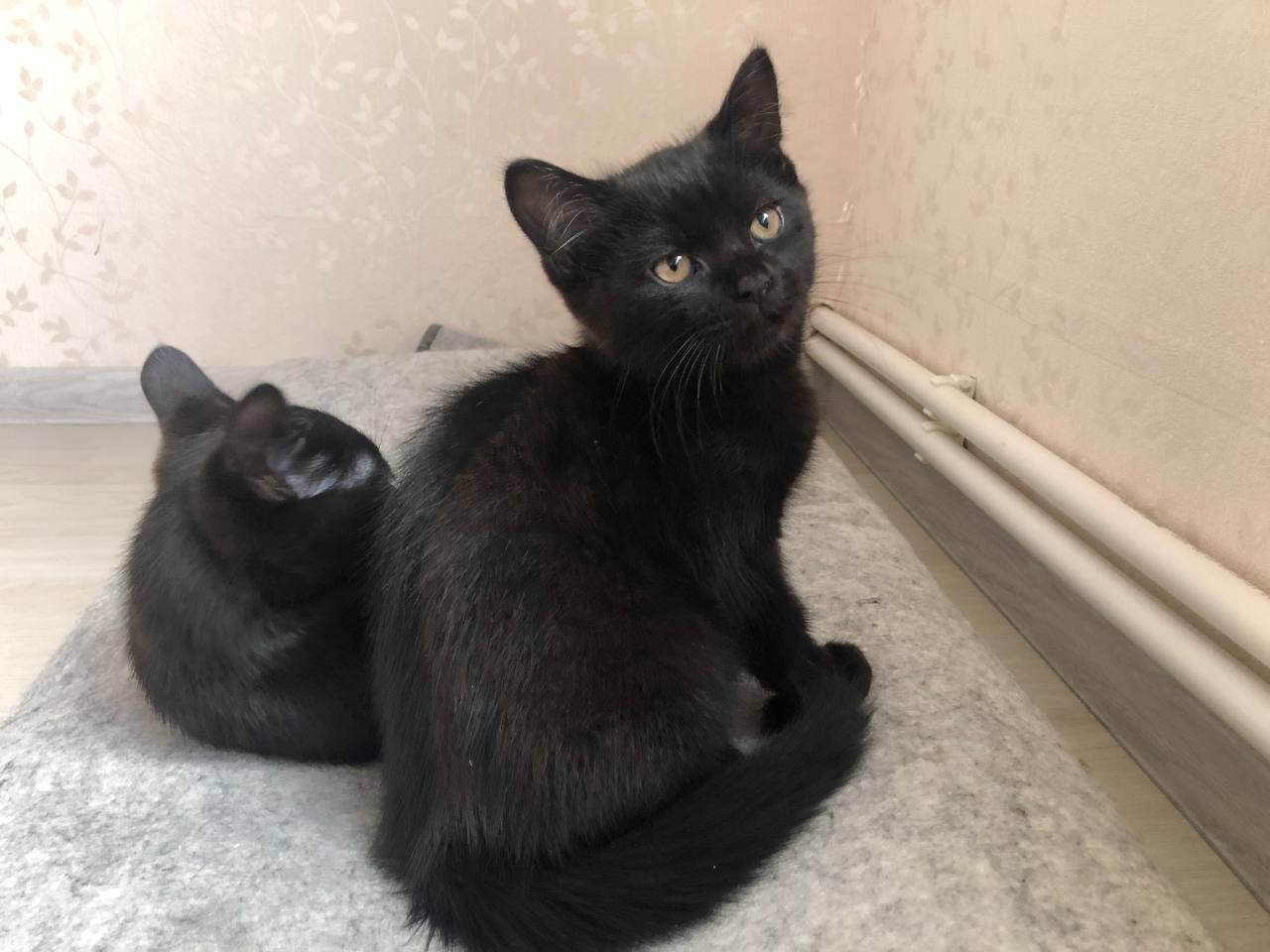 Котята ищут новый дом - Животные в Воронеж - фото 3