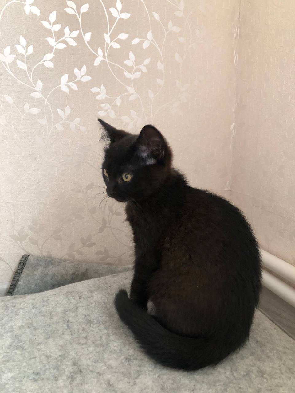 Котята ищут новый дом - Животные в Воронеж - фото 4