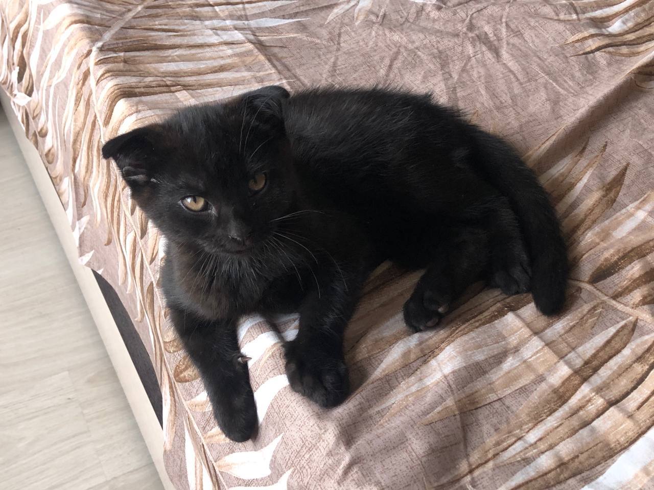 Котята ищут новый дом - Животные в Воронеж - фото 5