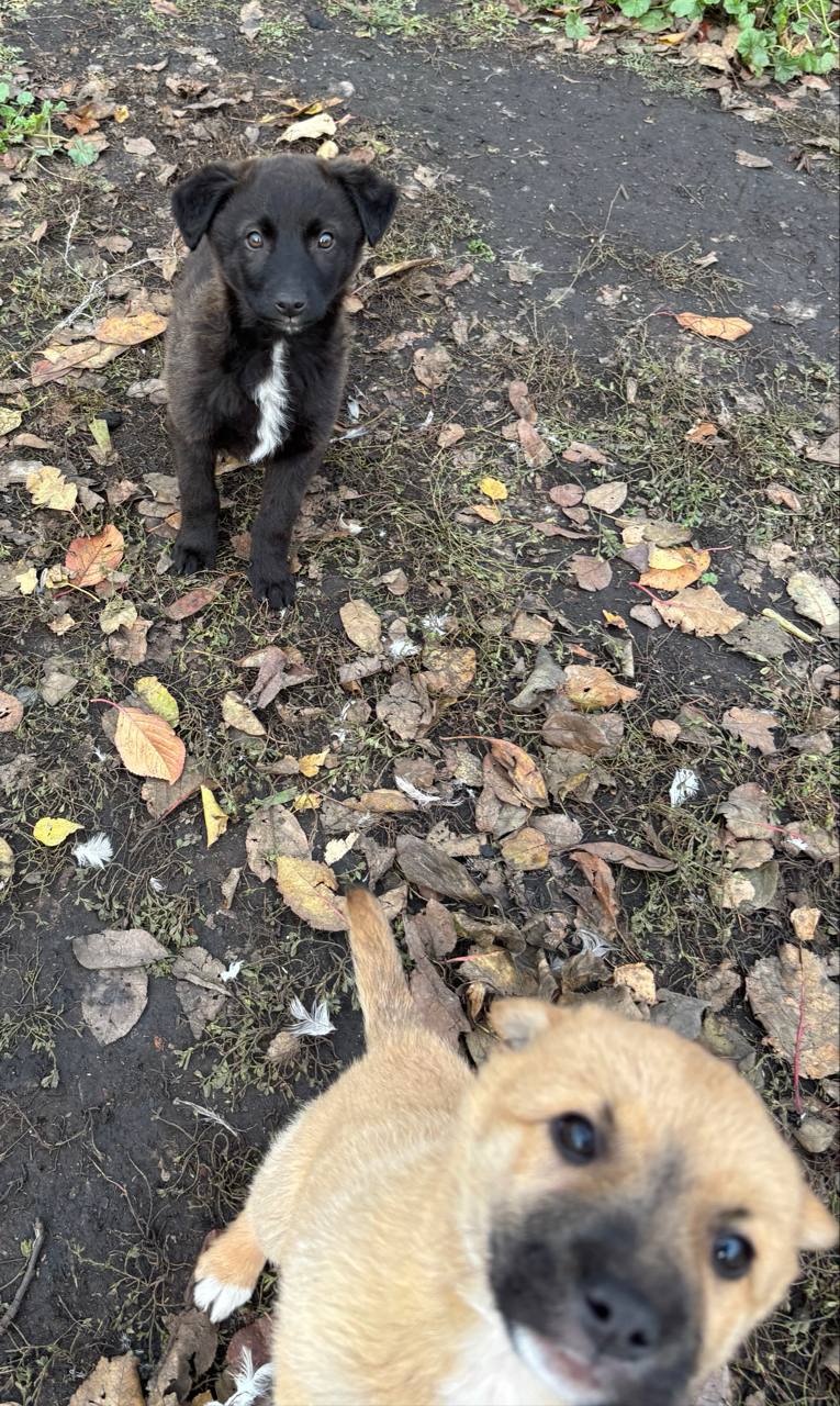 Отдам двух лапочек в добрые руки - Животные в Воронеж