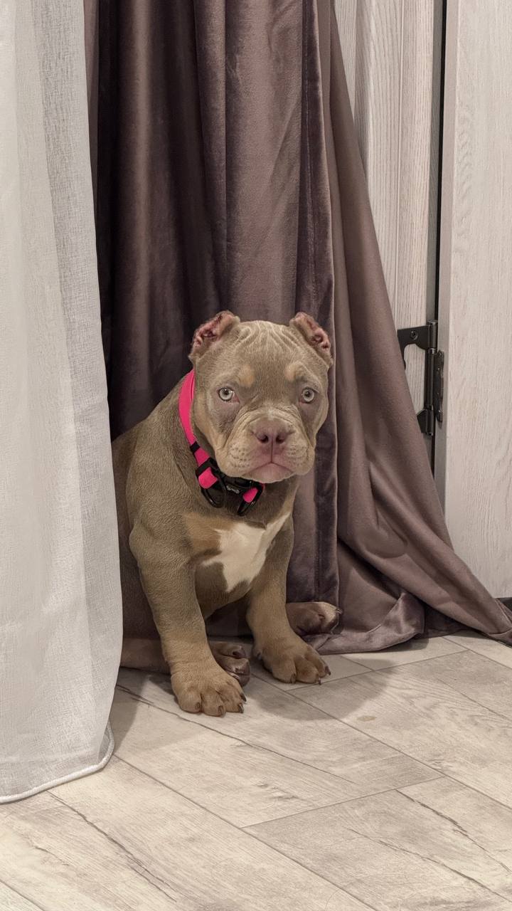 Щенок американского булли лиловый триколор - Животные в Ростов-на-Дону