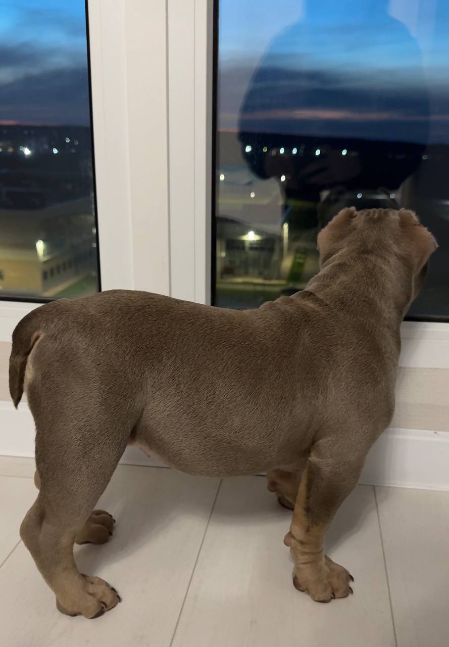 Щенок американского булли лиловый триколор - Животные в Ростов-на-Дону - фото 2