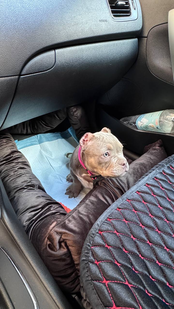 Щенок американского булли лиловый триколор - Животные в Ростов-на-Дону - фото 3