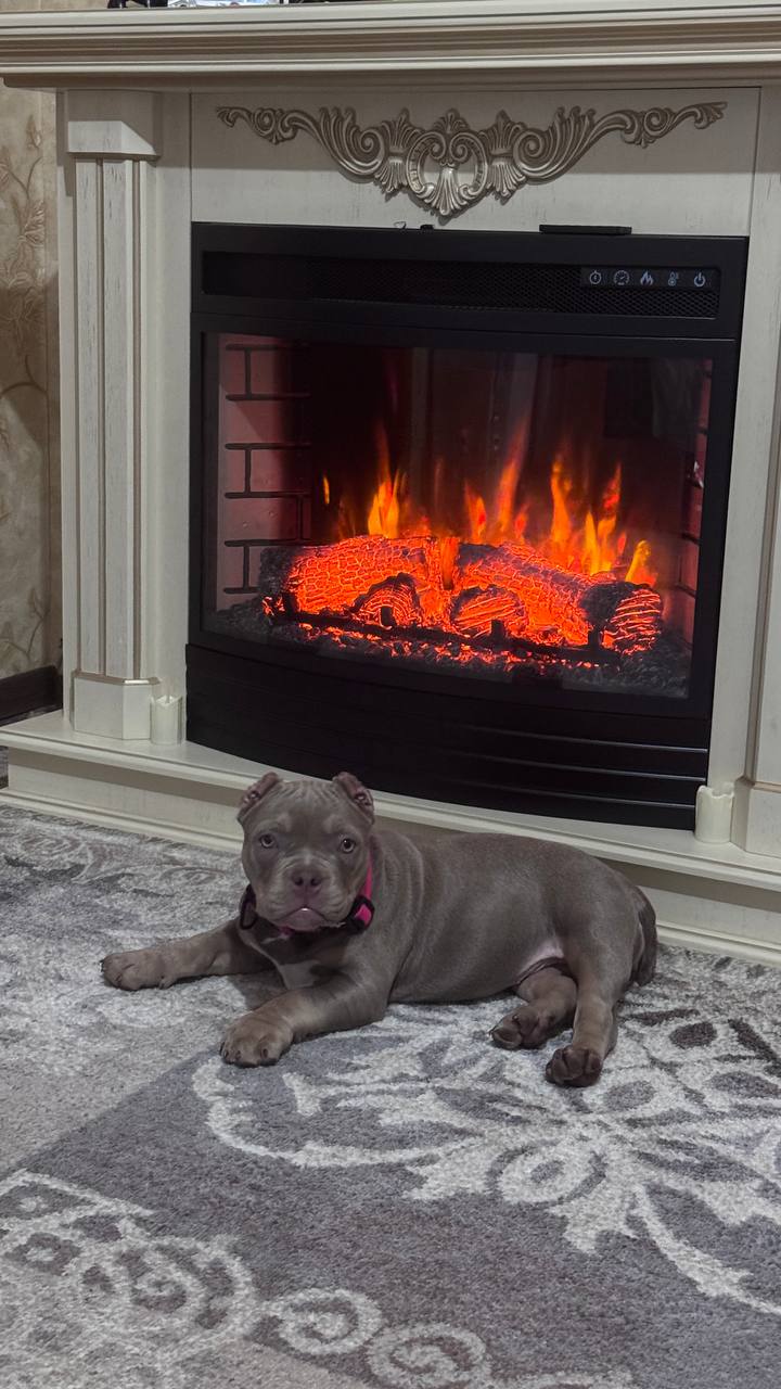 Щенок американского булли лиловый триколор - Животные в Ростов-на-Дону - фото 4