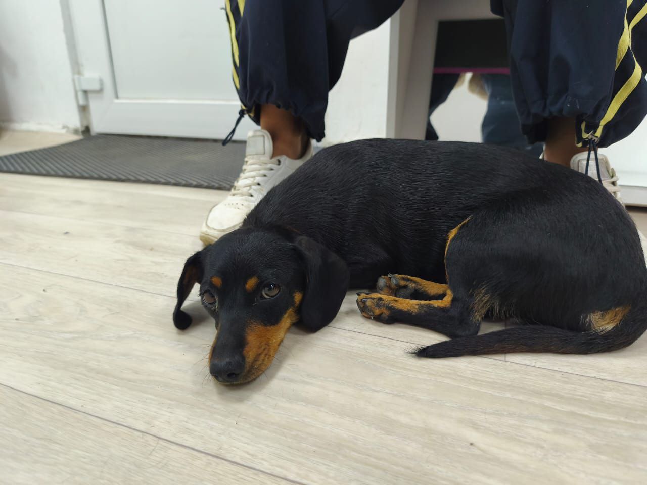 Маленькая собака похожая на таксу ищет дом - Животные в Симферополь