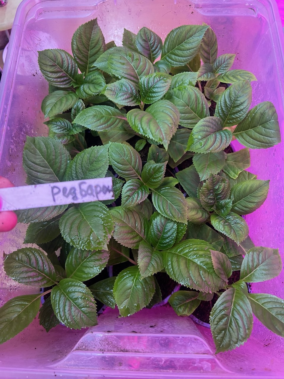 Крупнолистная гортензия в продаже - частное объявление в Томск