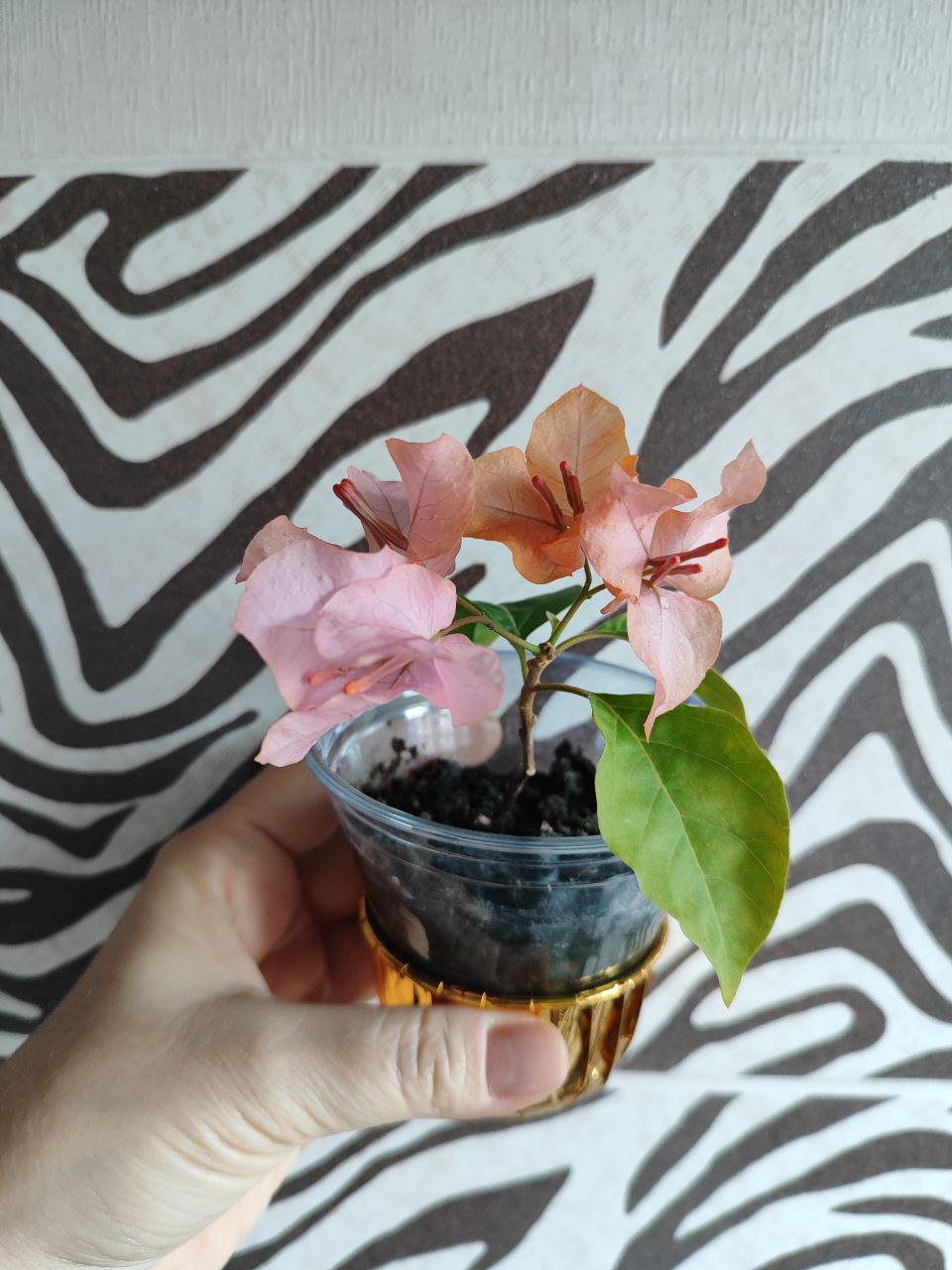 Бугенвиллия сортовая - Хобби и отдых в Владивосток