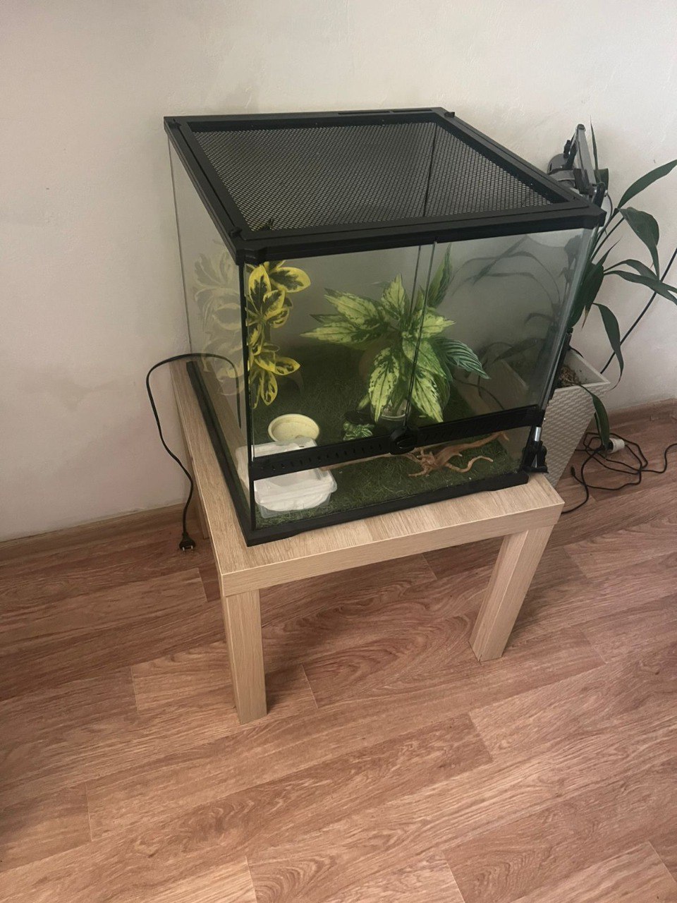 Продам террариум для ящерицы - Животные в Владивосток