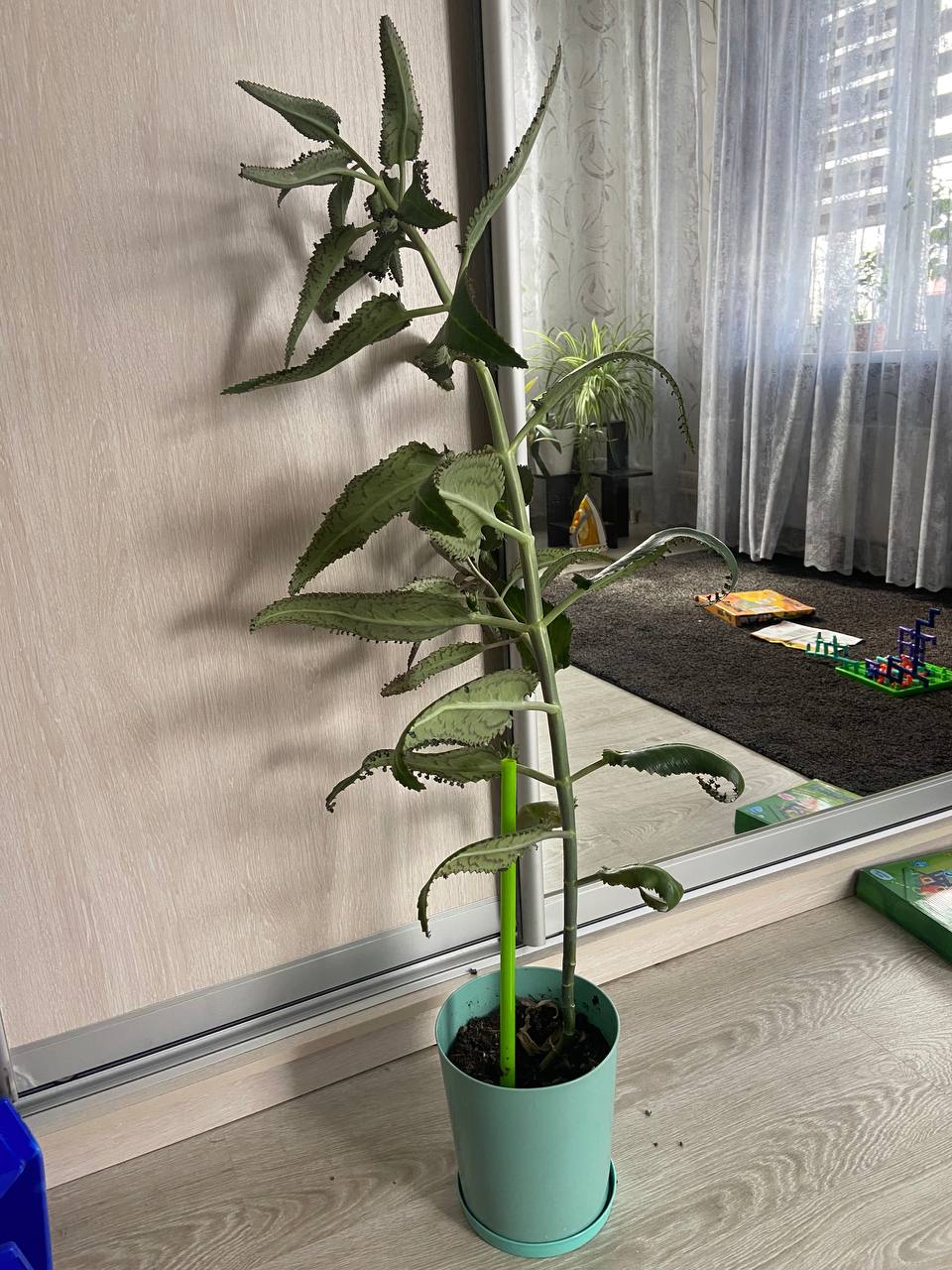 Растение высотой больше метра - Для дома и дачи в Ростов-на-Дону