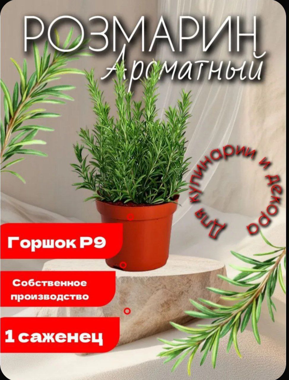 Розмарин в горшке - частное объявление в Ставропольский край