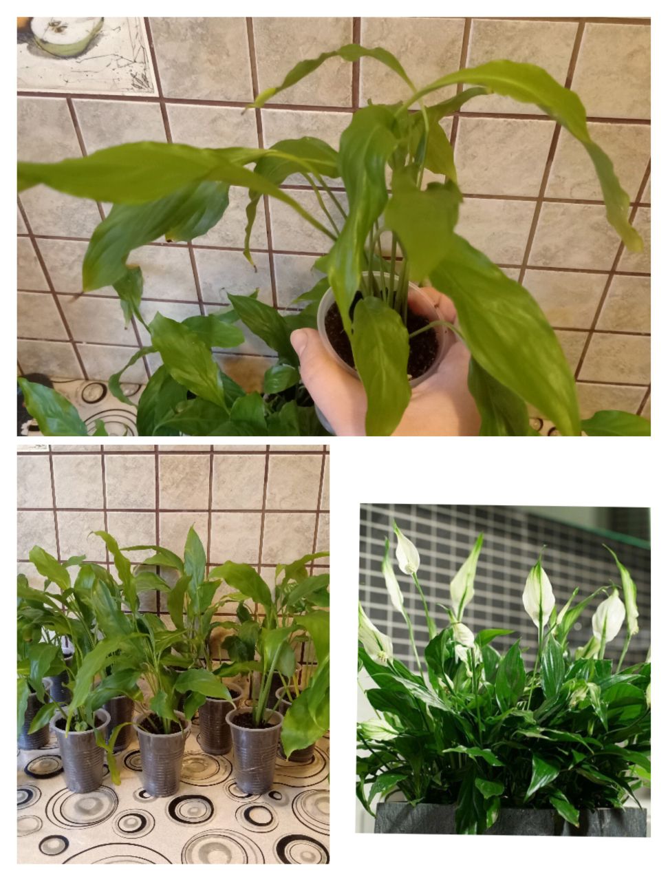 Продам Спатифиллумы, женское счастье - частное объявление в Уфа