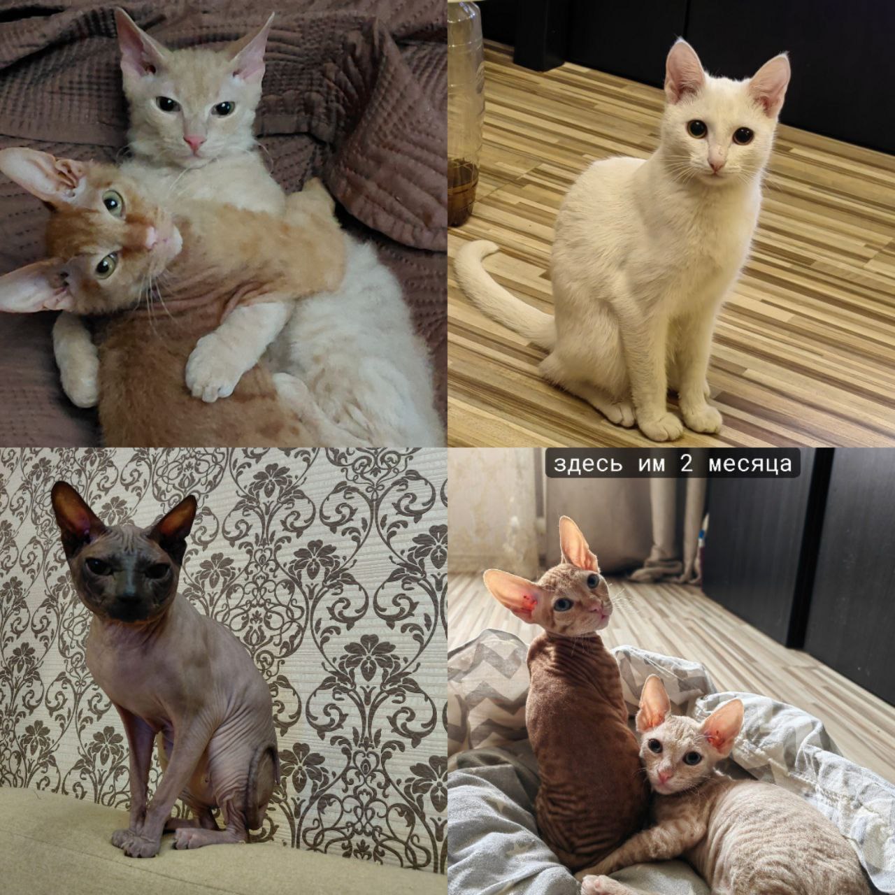 Отдам в добрые руки рыжих котят - частное объявление в Уфа