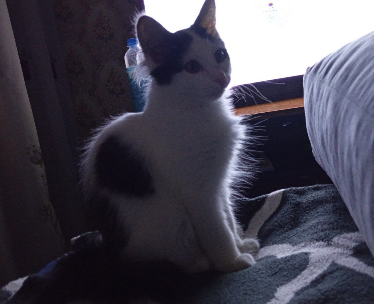 Срочно отдам котенка - Животные в Уфа