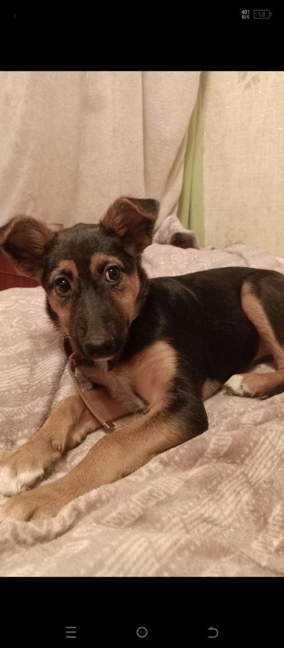 Собачка Дана ищет новый дом - Животные в Екатеринбург