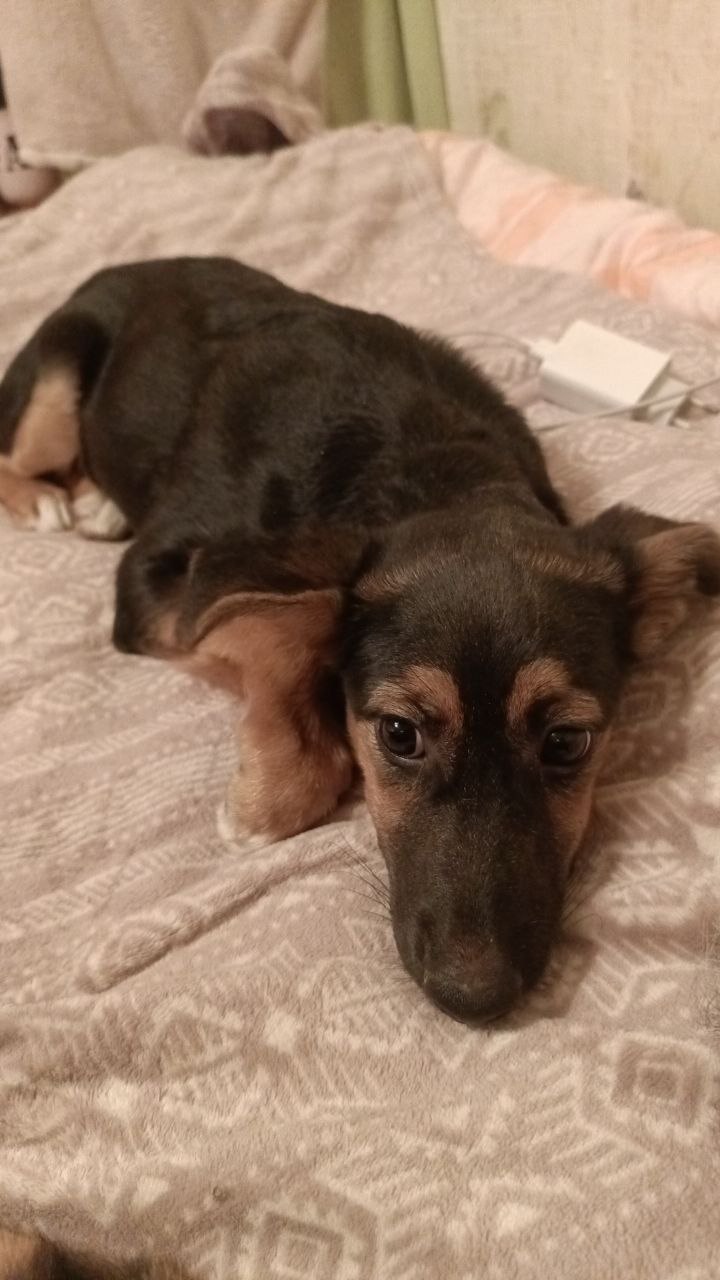 Собачка Дана ищет новый дом - Животные в Екатеринбург - фото 2