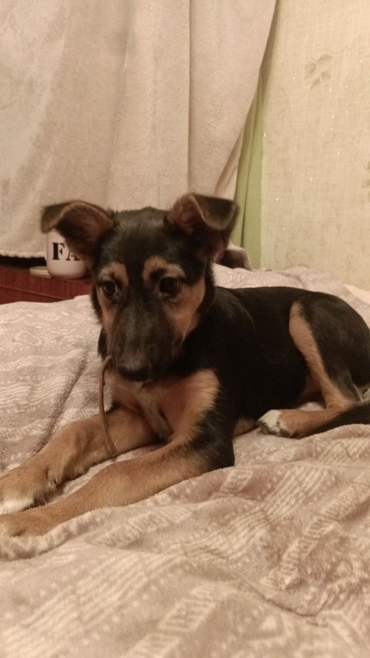 Собачка Дана ищет новый дом - Животные в Екатеринбург - фото 3