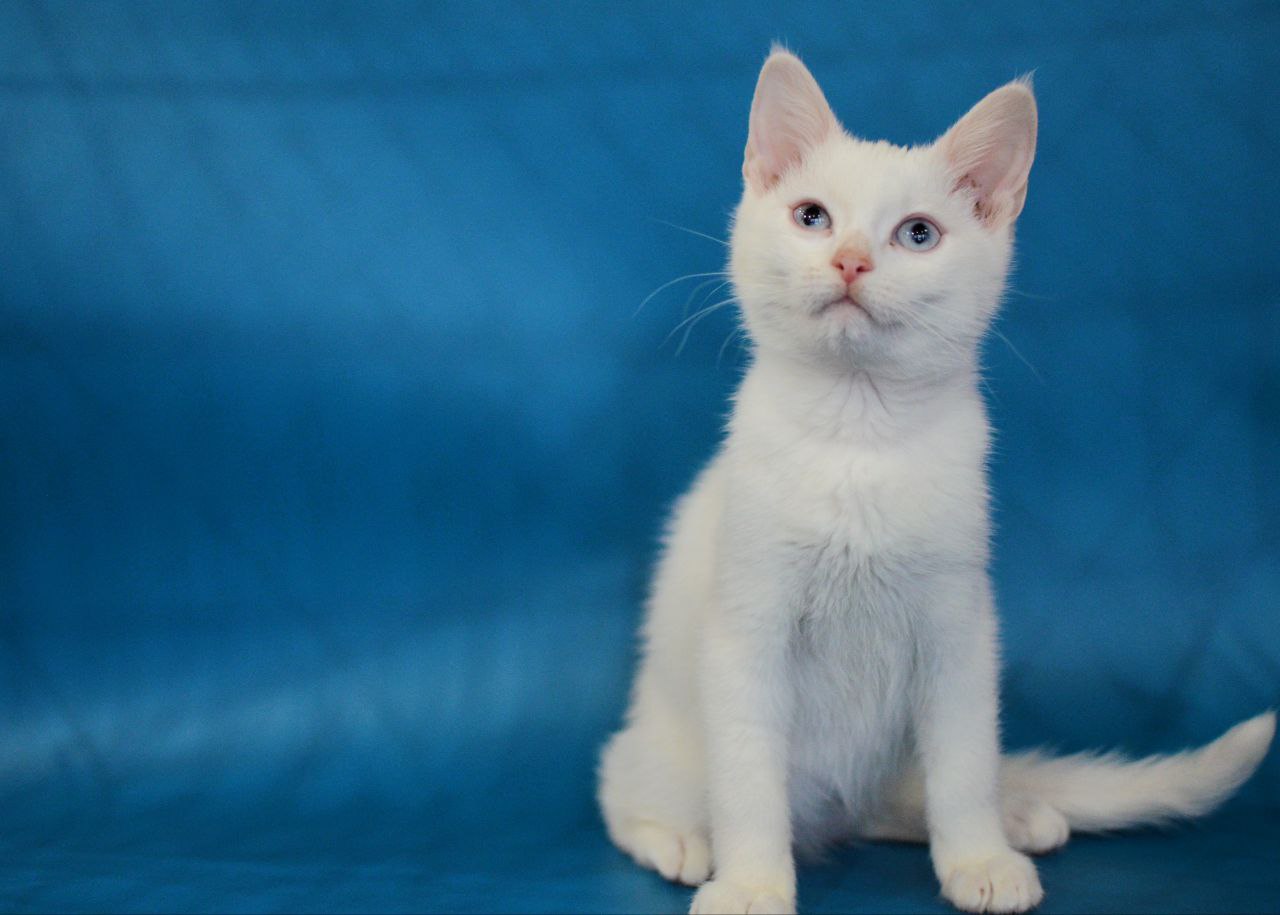 Очаровательный котенок Снежок - Животные в Химки